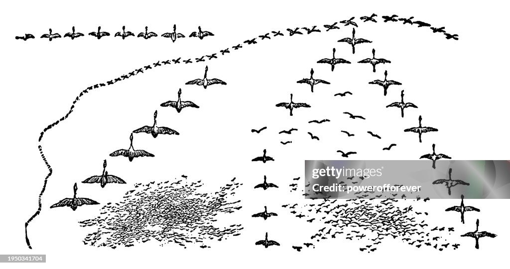 Flocking Pattern Various Patterns Of Bird Flock Formations 19th Century High-Res Vector ...