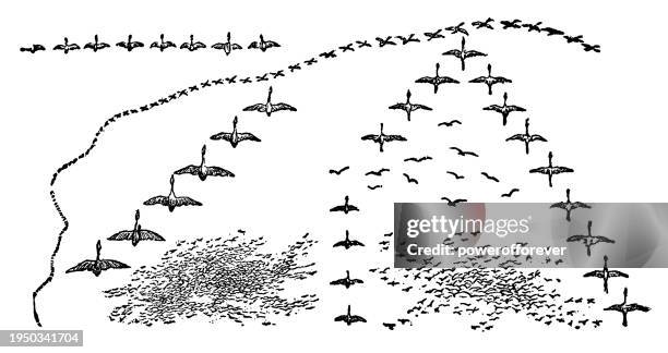 various patterns of bird flock formations - 19th century - ibis flying stock illustrations