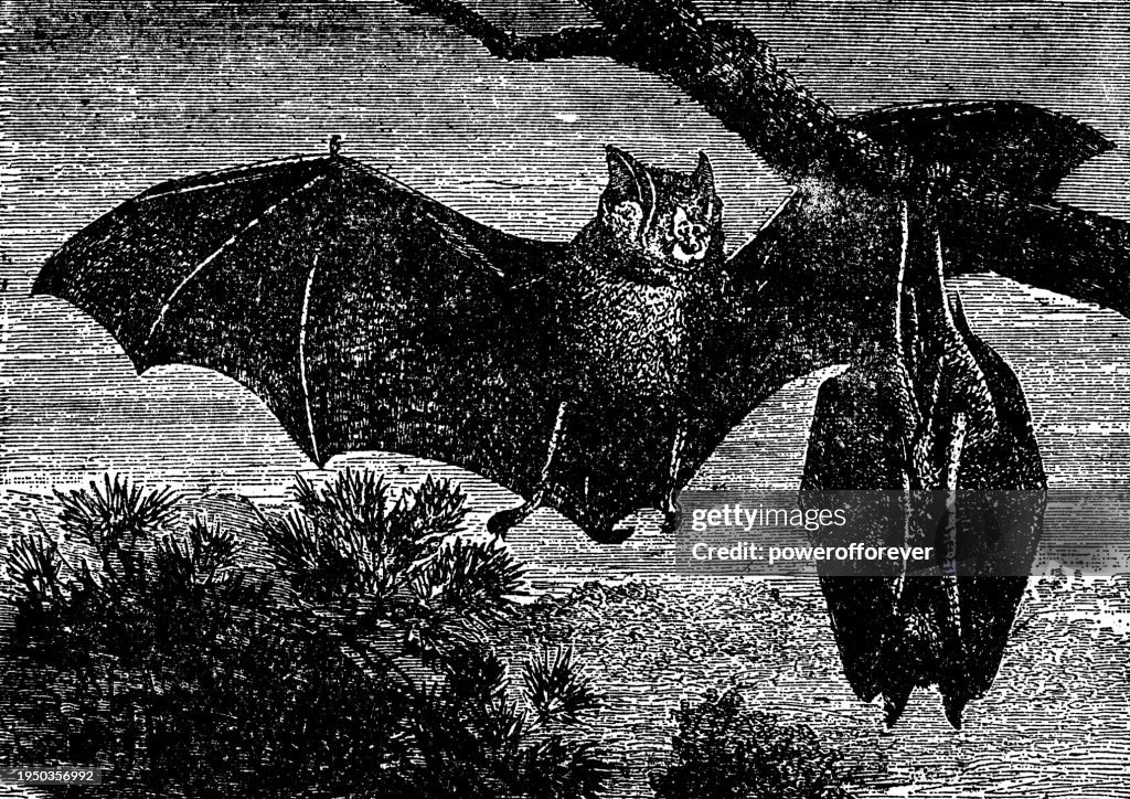 Murciélagos nóctulos comunes (Nyctalus noctula) - Siglo XIX