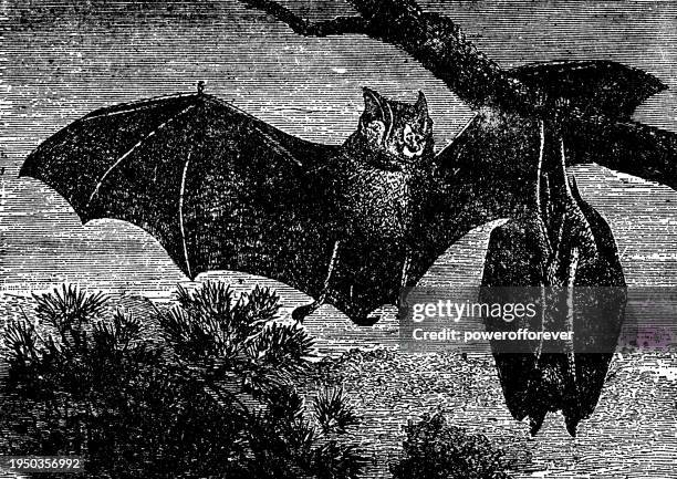 common noctule bats (nyctalus noctula) - 19th century - noctule bat stock illustrations