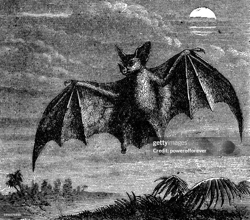 Spectre Bat Spectral Bat 19th Century High-Res Vector Graphic - Getty Images