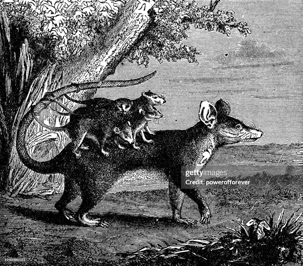 Linnaeus’s Mouse Opossum (Marmosa Murina) with Young - 19th Century