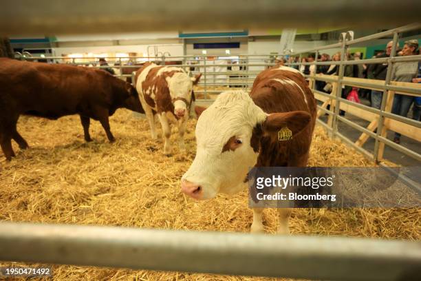 Cattle on display at the farm animal show at the Green Week agricultural and food fair in Berlin, Germany, on Wednesday, Jan. 24, 2024. The fair runs...
