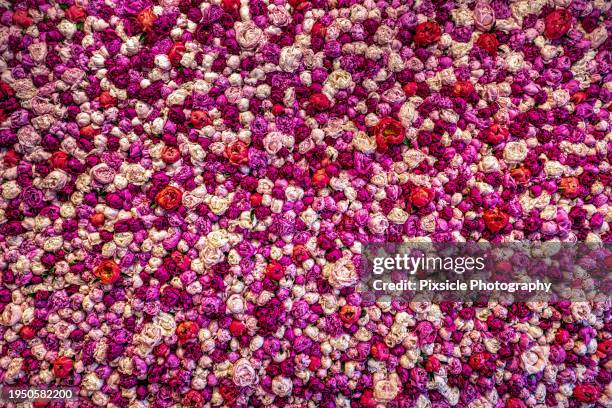 peony flower wall background - netherlands antilles stock pictures, royalty-free photos & images