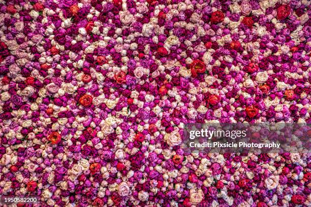 peony flower wall background - flowers stock pictures, royalty-free photos & images