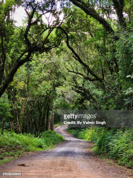 country road - singh stock pictures, royalty-free photos & images