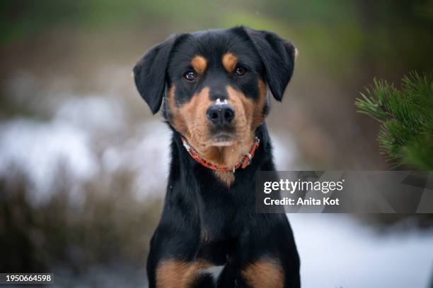 winter portrait of a bauceron dog - rottweiler stock pictures, royalty-free photos & images