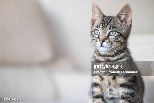 cute tabby cat - kitten purring stock pictures, royalty-free photos & images