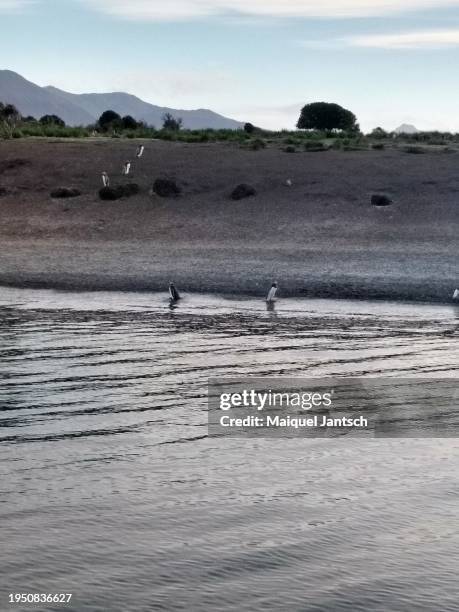 penguins on an island in the beagle channel, patagonia. - the lightship stock pictures, royalty-free photos & images