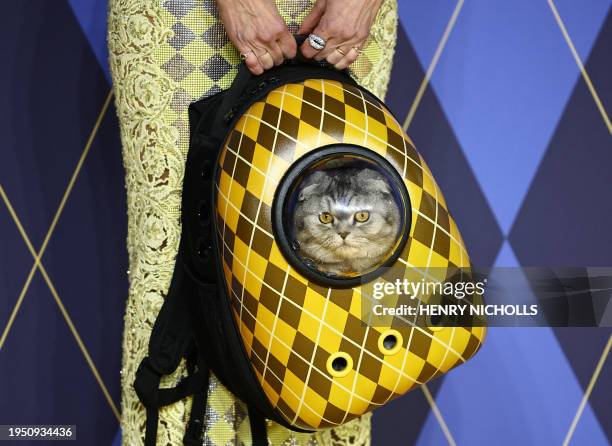 German model Claudia Schiffer holds a cat called 'Chip' in a backpack as she poses on the red carpet upon arrival to attend the world premiere of the...