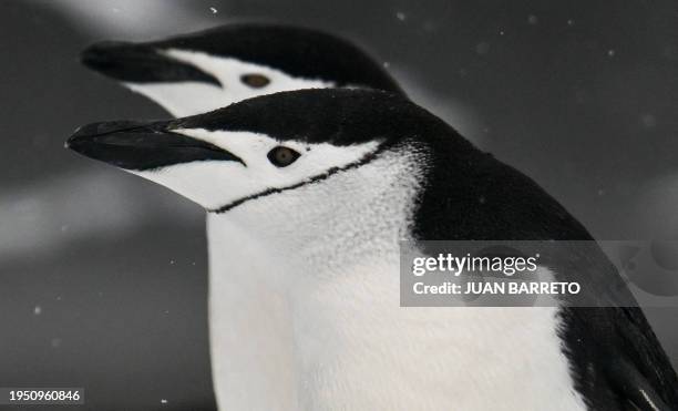 Chinstrap penguins are pictured at Deception Island, in the western Antarctic Peninsula, on January 24, 2024. Could a horseshoe-shaped volcanic...