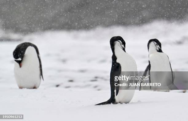 Chinstrap penguins are pictured at Deception Island, in the western Antarctic Peninsula, on January 24, 2024. Could a horseshoe-shaped volcanic...
