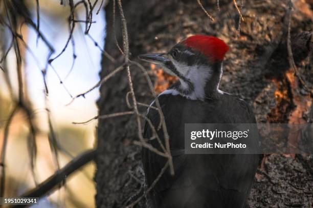 Female Pileated Woodpecker observed in a wooded area in Edmonton, on January 24 in Edmonton, Alberta, Canada.