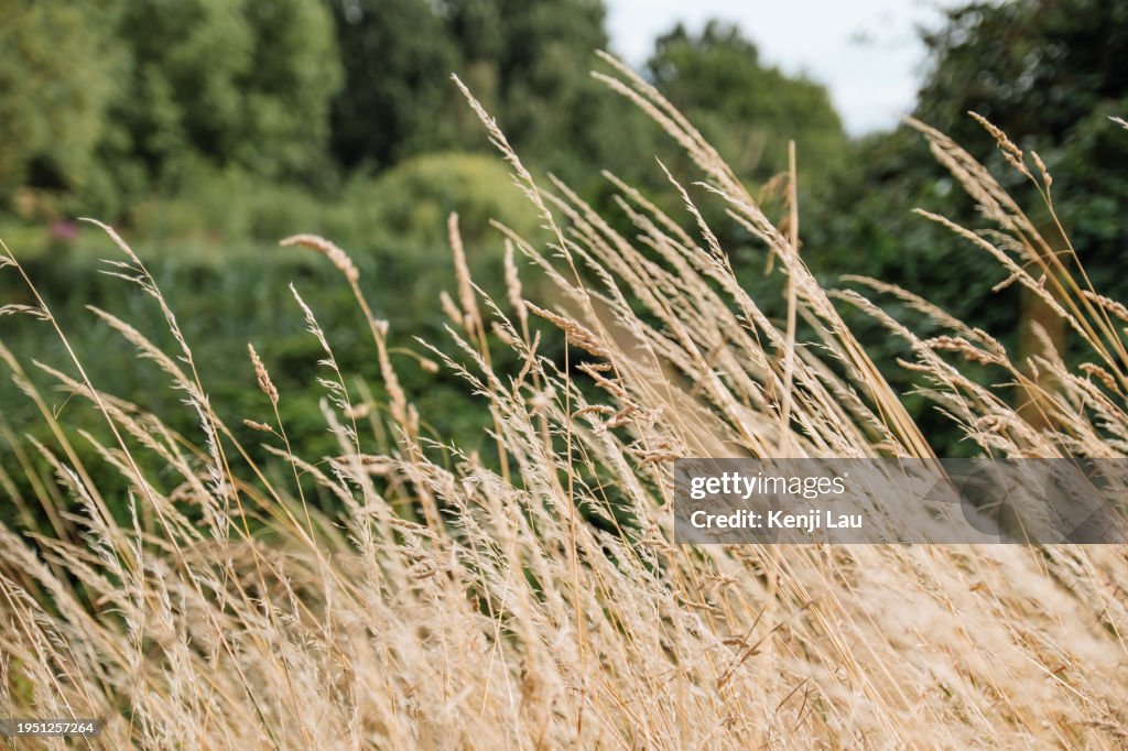 Soft focus of dry grass reeds stalks at sunlight in summer sunny day.