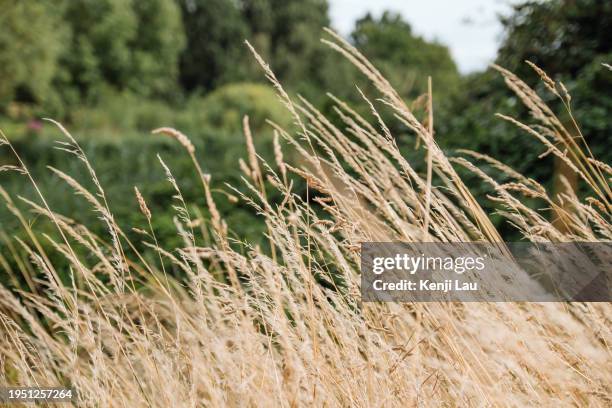 Summer Resting Reeds Dry Reed Photos and Premium High Res Pictures - Getty Images