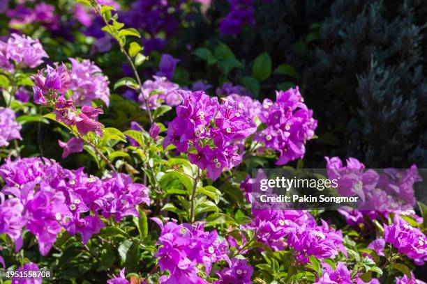 close-up of blooming bougainvillea flowers in the garden. - buganvília imagens e fotografias de stock