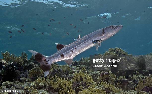 Barracuda moves among the coral reefs in the Red Sea, Egypt on December 13, 2023. Tahsin Ceylan, Anadolu's underwater image director and documentary...