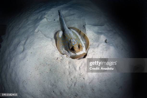 Bluespotted ribbontail ray moves on the sand in the Red Sea, Egypt on December 13, 2023. Tahsin Ceylan, Anadolu's underwater image director and...