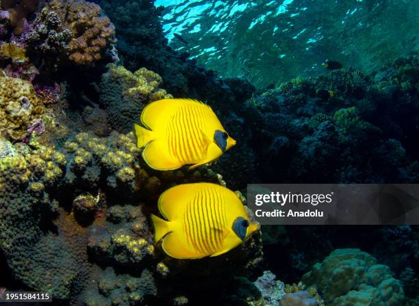 Butterflyfishes move among the coral reefs in the Red Sea, Egypt on December 13, 2023. Tahsin Ceylan, Anadolu's underwater image director and...