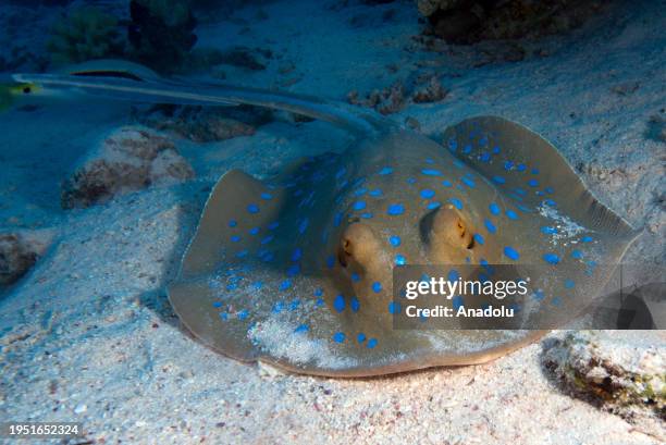 Bluespotted ribbontail ray moves on the sand amid coral reefs in the Red Sea, Egypt on December 13, 2023. Tahsin Ceylan, Anadolu's underwater image...