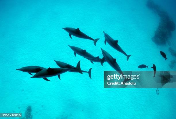 Dolphins swim in the Red Sea, Egypt on December 13, 2023. A team dive conducted by Tahsin Ceylan, Anadolu's underwater image director and documentary...