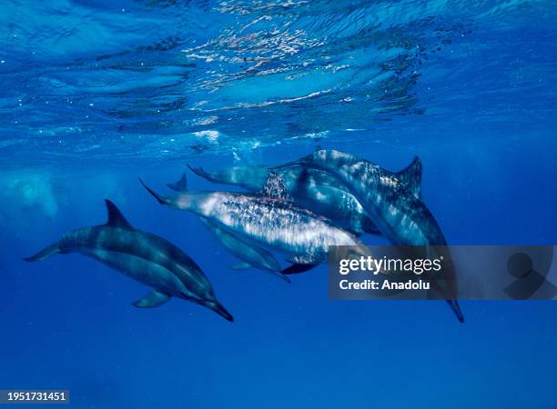 Dolphins swim in the Red Sea, Egypt on December 13, 2023. A team dive conducted by Tahsin Ceylan, Anadolu's underwater image director and documentary...