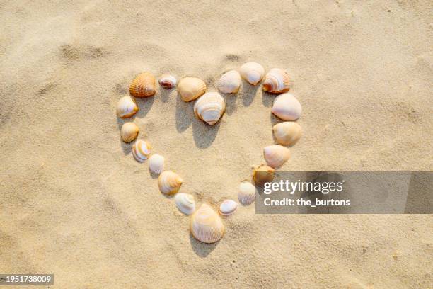 heart shape made from seashells in the sand on beach - animal shell stock pictures, royalty-free photos & images