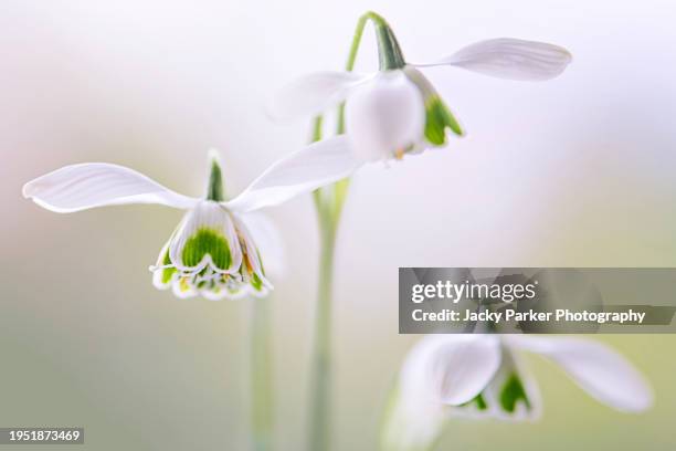 close-up image of pretty spring snowdrop flowers - galanthus nivalis - high key stock pictures, royalty-free photos & images