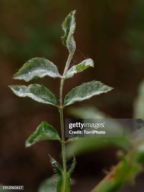 close-up rose leaf infected with powdery mildew - powdery mildew fungus stockfoto's en -beelden
