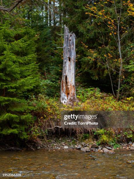 Tree Stump Rivers 188 Tree Stump Sprout Stock Photos, High-Res Pictures, and Images ...