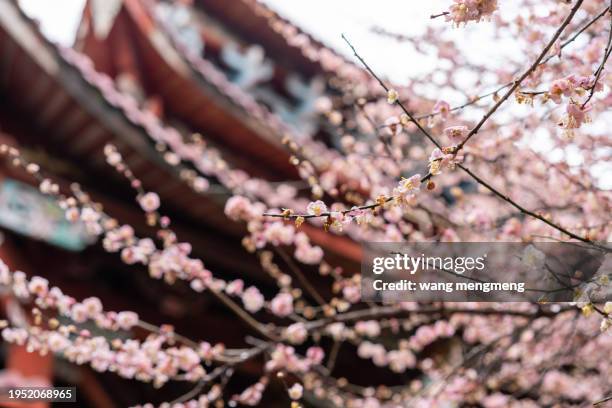 plum blossoms in full bloom in front of traditional chinese architecture - 梅 ストックフォトと画像