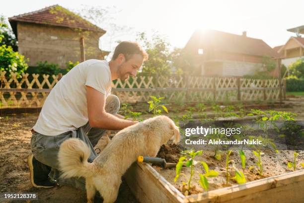 smiling man planting his organic vegetables - trädgård bildbanksfoton och bilder
