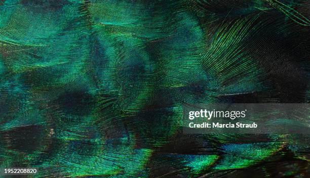 macro-photograph of peacock feathers - peacock feathers stock-fotos und bilder