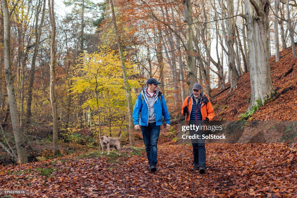 Autumnal Bliss