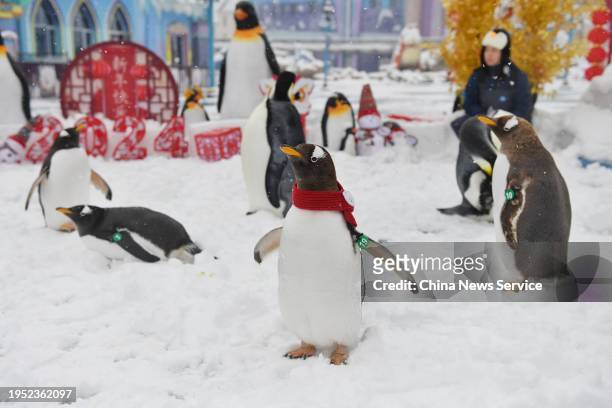 Penguins play on the snowfield at Xiangjiang Happy City on January 22, 2024 in Changsha, Hunan Province of China. Changsha saw its first snowfall of...