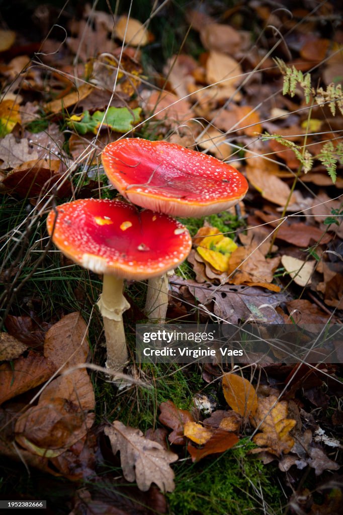 Forest mushrooms