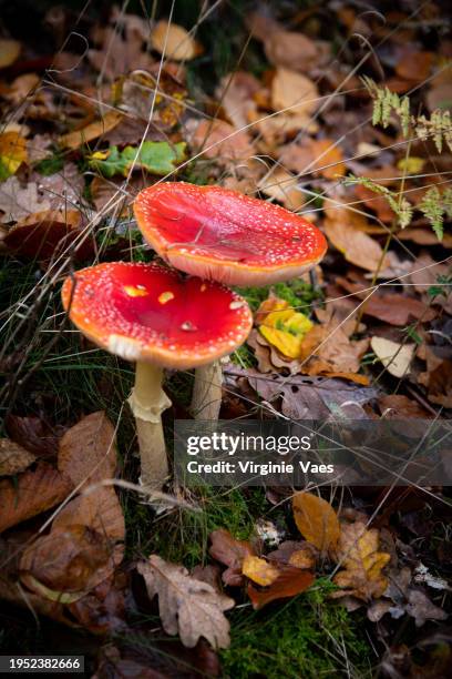 Forest Mushrooms High-Res Stock Photo