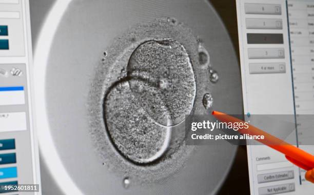 January 2024, Berlin: A four-cell organism can be seen on a screen in the cell laboratory at the Fertility Center Berlin. It is a fertilized egg cell...