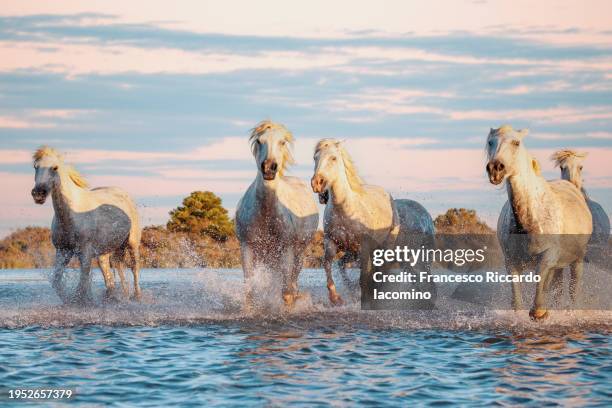 wild white horses of camargue running in water during idyllic sunset. - grupo pequeno de animais - fotografias e filmes do acervo