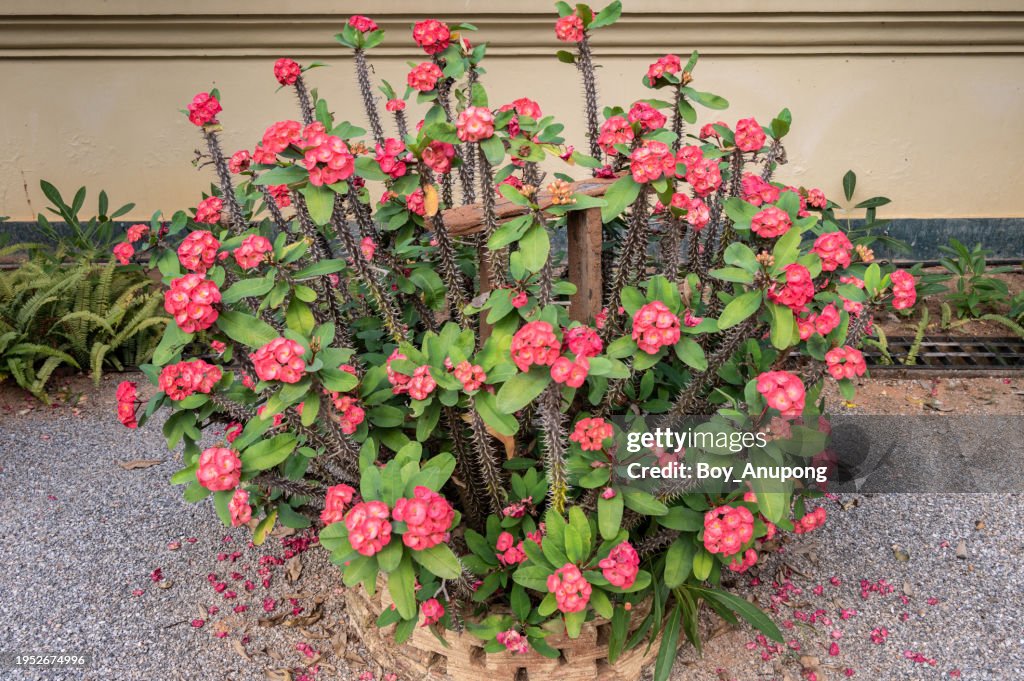 Euphorbia milii (other name is Crown of thorns) with flowers blooming. Crown of Thorns is a deciduous, herbaceous, perennial shrub with bright green leaves and greenish flowers.