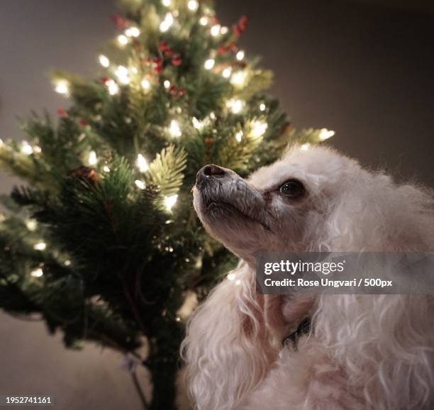 close-up of poodle by christmas tree at home,birmingham,michigan,united states,usa - birmingham michigan stock pictures, royalty-free photos & images