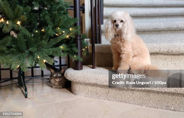 portrait of poodle sitting on sofa at home,birmingham,michigan,united states,usa - birmingham michigan stock pictures, royalty-free photos & images