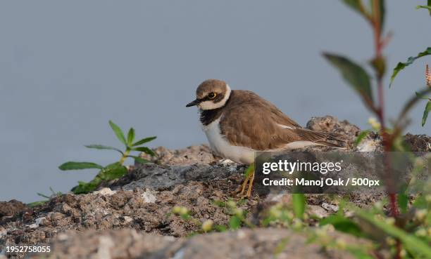 close-up of bird perching on rock - flussregenpfeifer stock-fotos und bilder