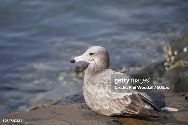 close-up of seagull perching on rock,japan - pacific ocean perch stock pictures, royalty-free photos & images