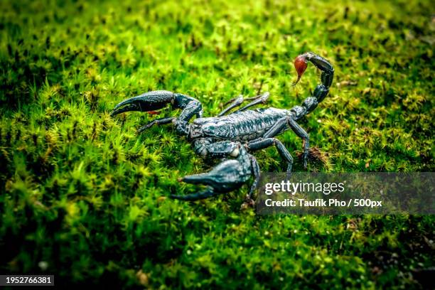 high angle view of lizard on field - chelicera stock pictures, royalty-free photos & images