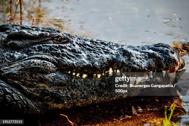 close-up of american nile crocodile in lake,nairobi,kenya - impala stockfoto's en -beelden