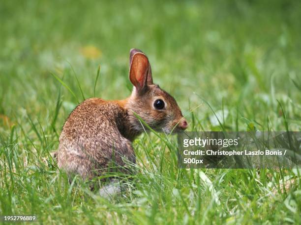 close-up of eastern cottontail on grassy field,wellesley hills,massachusetts,united states,usa - cottontail stock pictures, royalty-free photos & images