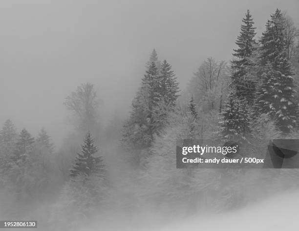 trees in forest during foggy weather - andy dauer stockfoto's en -beelden