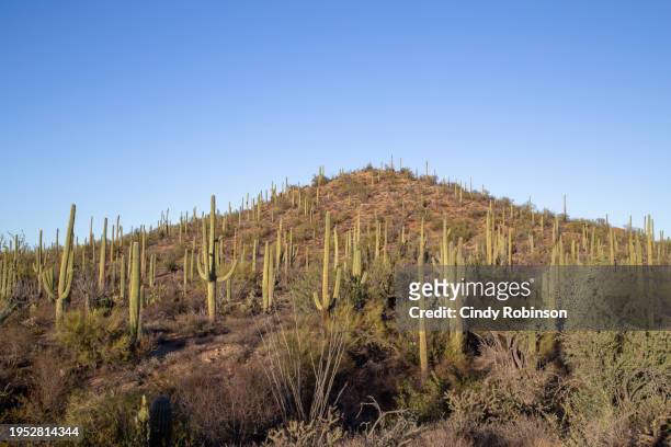 saguaro national park west - saguaro national park stock pictures, royalty-free photos & images