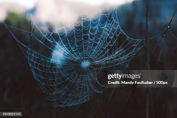 close-up of spider on web - mandy rain 個照片及圖片檔